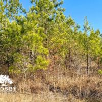 Chubb images 2