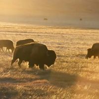 Elk Mountain Cattle Ranch images 3