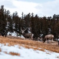 Elk Mountain Cattle Ranch images 4