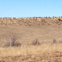 Cow elk hunt
