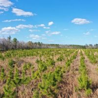 Madison Forest images 4