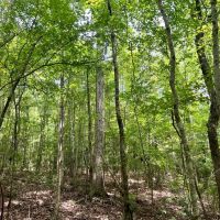 38 Acres in Kemper County MS images 3
