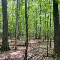 38 Acres in Kemper County MS images 4