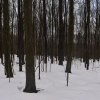 Harris Hill Lot 2