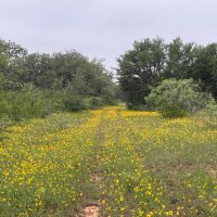 140 -Acres Co Road 137 Cisco TX 76437 images 4