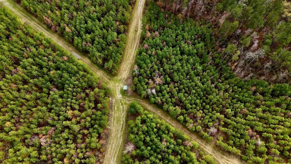65 - Acre Hunting Property and Homesite Near Kitterlin Bay featured image