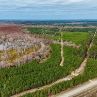 65 - Acre Hunting Property and Homesite Near Kitterlin Bay images 3