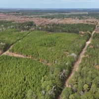 65 - Acre Hunting Property and Homesite Near Kitterlin Bay images 4