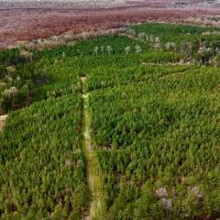 65 - Acre Hunting Property and Homesite Near Kitterlin Bay images 5