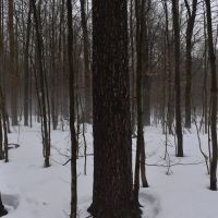 Harris Hill Lot 1