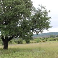 Hilltop views with oak trees electricity water well images 5