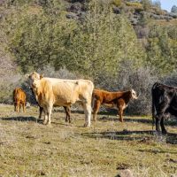Baccala Ranch images 5