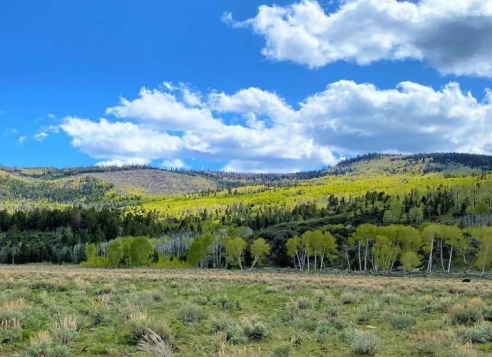 Bear Valley Ranch featured image