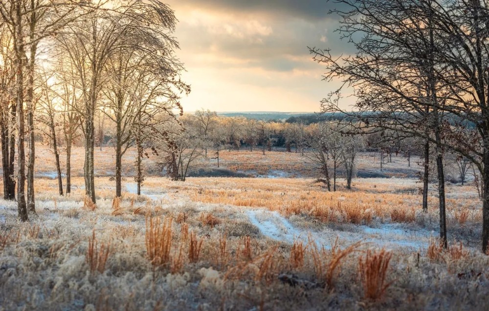 Golden Acres featured image