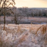 Golden Acres images 5