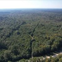 268 Acres in Caldwell Parish in Grayson LA