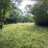 268 Acres in Caldwell Parish in Grayson LA images 5