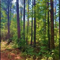 27.28 Acres in Winston County in Louisville MS