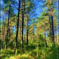 27.28 Acres in Winston County in Louisville MS images 3