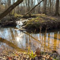 Buckeye Creek Farm