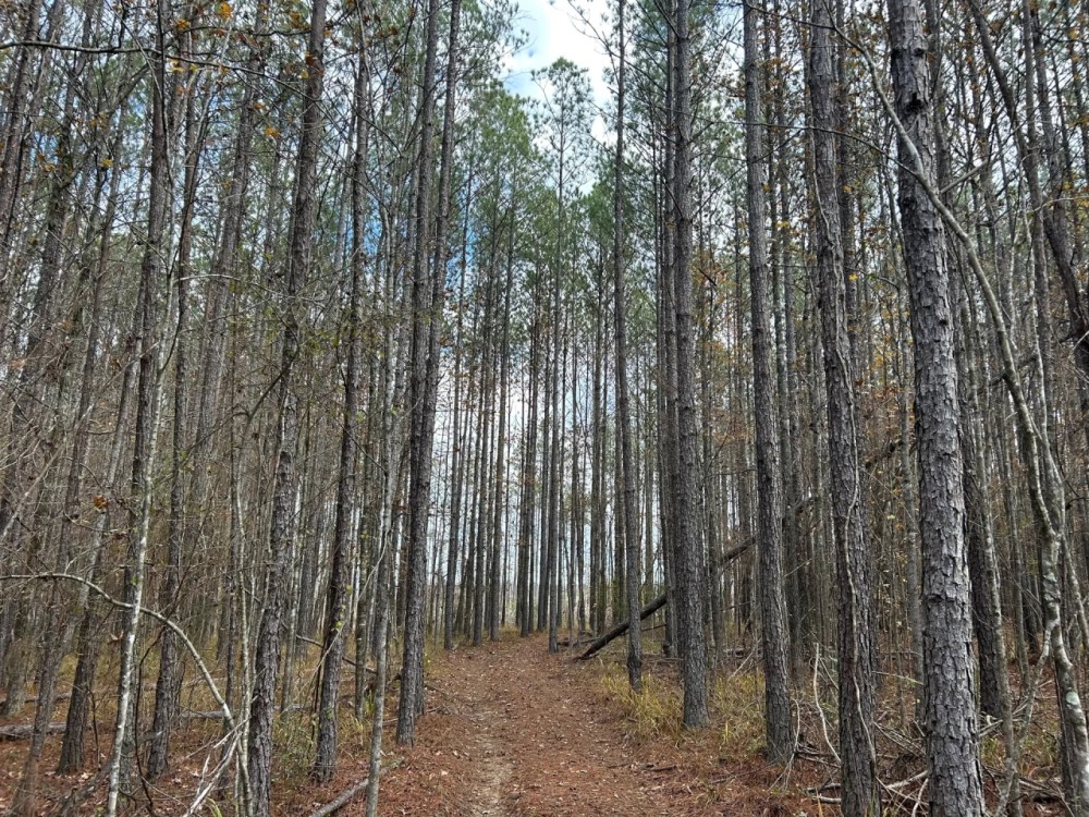64.06 Acres in Rankin County MS featured image