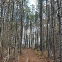 64.06 Acres in Rankin County MS images 1