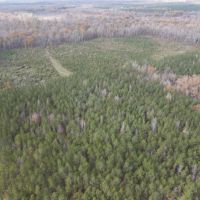 64.06 Acres in Rankin County MS images 4