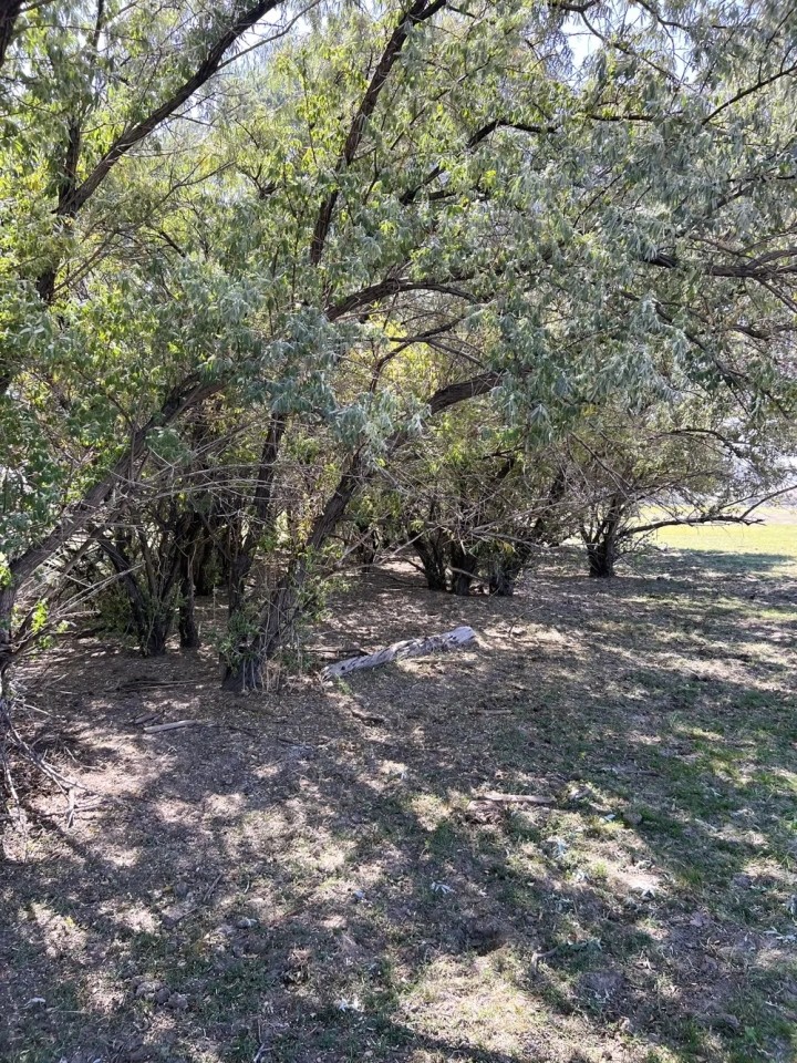 Buffalo Hollow featured image