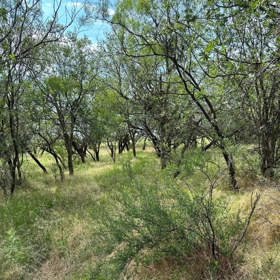 New Listing 43 - Acres TR 18 19 Shackelford County featured image