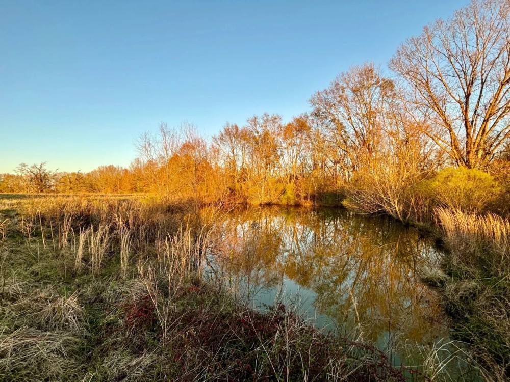 61 Acres in Hinds County MS featured image