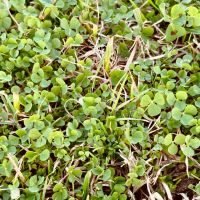 61 Acres in Hinds County MS images 4