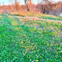 61 Acres in Hinds County MS images 5