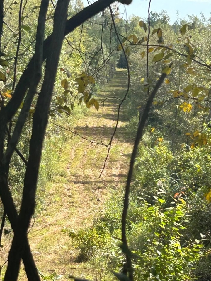 Blundell Dodson Tract Winn Parish 137 Acres - featured image