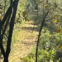 Blundell Dodson Tract Winn Parish 137 Acres -