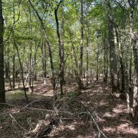 Blundell Dodson Tract Winn Parish 137 Acres - images 3