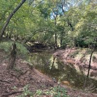 Blundell Dodson Tract Winn Parish 137 Acres - images 4