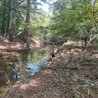 Blundell Dodson Tract Winn Parish 137 Acres - images 5