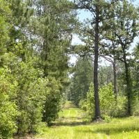 30 Acres Grimes Cemetery Road images 3