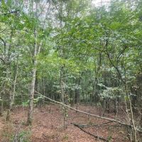 Hwy 271 Acreage images 4