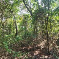 Hwy 271 Acreage images 5