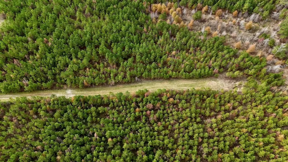17 - Acre Homesite and Hunting Property for Sale in Lasalle featured image