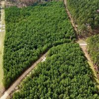 17 - Acre Homesite and Hunting Property for Sale in Lasalle images 3