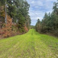 17 - Acre Homesite and Hunting Property for Sale in Lasalle images 5