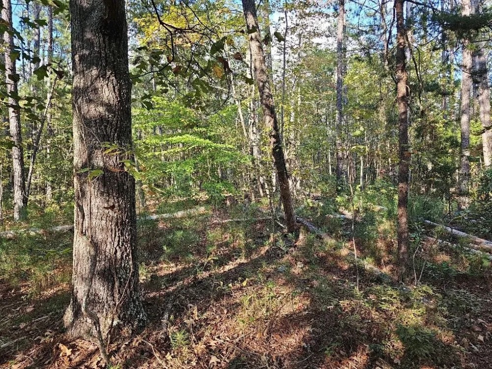 Secluded 5 Acres featured image