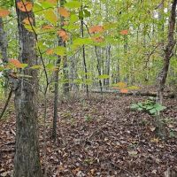 Secluded 5 Acres images 3