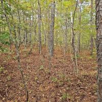 Secluded 5 Acres images 4