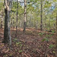 Secluded 5 Acres images 5