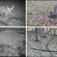 Ridgetop Hunting Land for sale in Vernon County Wisconsin images 2