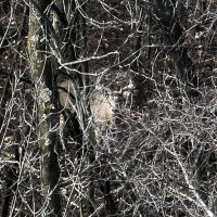 Ridgetop Hunting Land for sale in Vernon County Wisconsin images 4