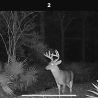 LA - Tensas 350 acres - images 2